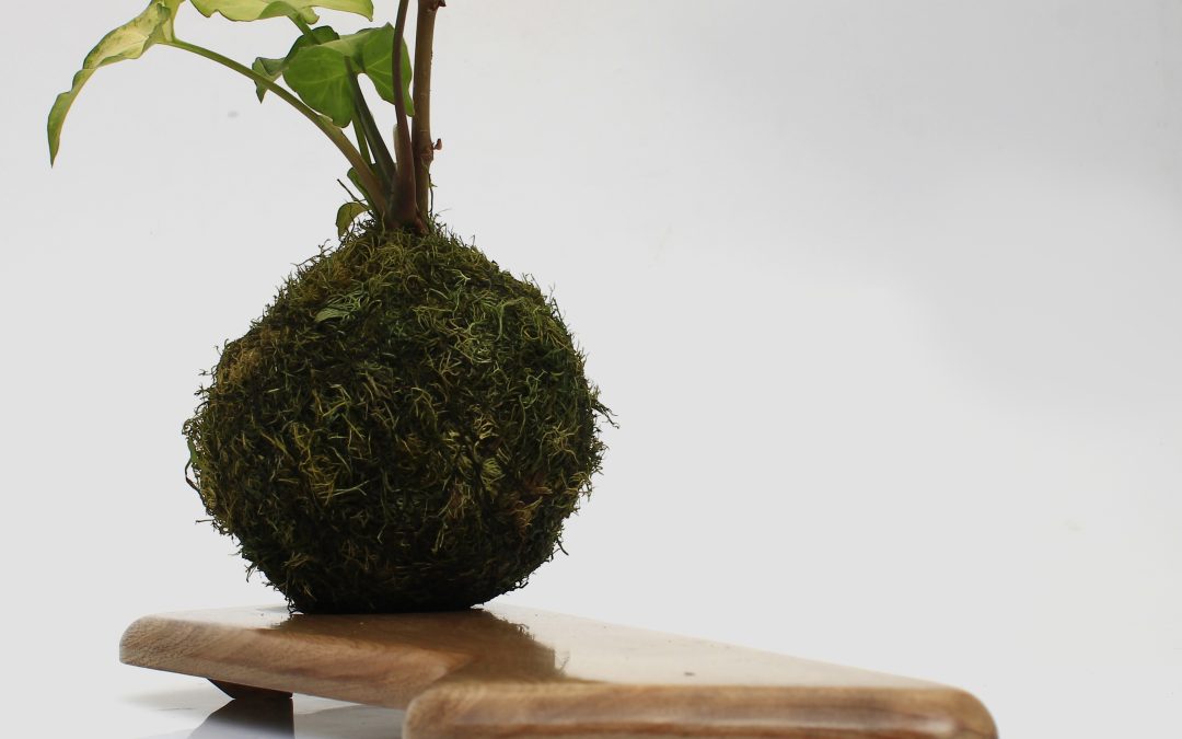 Mesa Kokedama