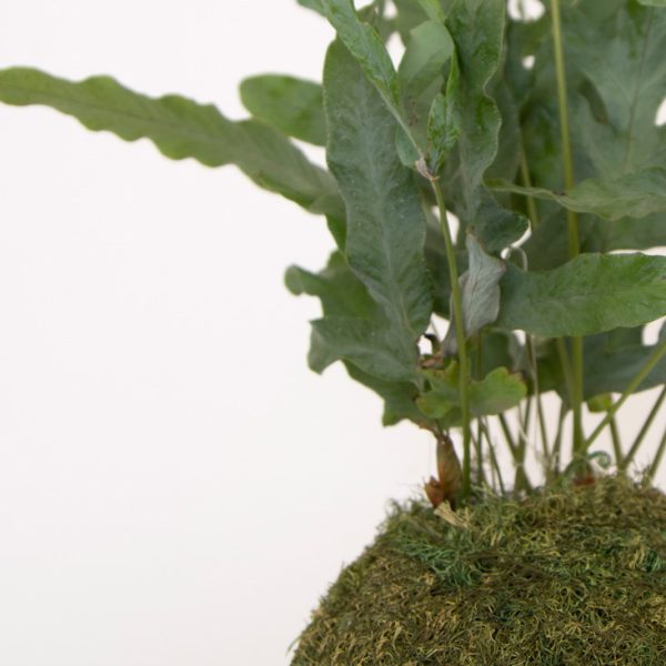 Kokedama Helecho Blue en primer plano sembrada en esfera de sustrato especial y musgo ecológico (fibra vegetal) y accesorio para colgar de la marca Vinca creado por Diana Herra Design.