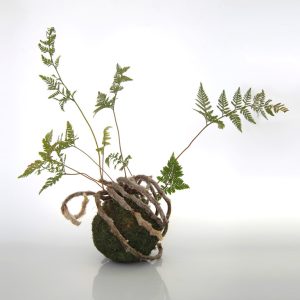 Kokedama Helecho Davallia sembrada en esfera de sustrato especial y musgo ecológico de la marca Vinca creado por Diana Herrera Design Kokedama Helecho Davallia - Grande