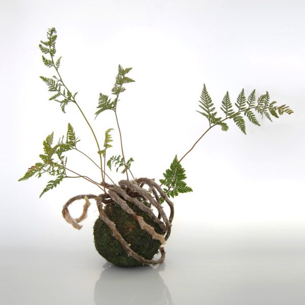 Kokedama Helecho Davallia sembrada en esfera de sustrato especial y musgo ecológico de la marca Vinca creado por Diana Herrera Design Kokedama Helecho Davallia - Grande