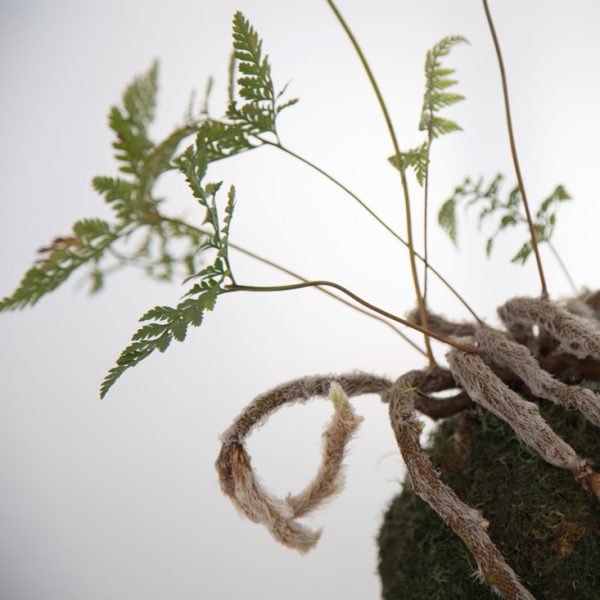Kokedama Helecho Davallia en primer plano sembrada en esfera de sustrato especial y musgo ecológico de la marca Vinca creado por Diana Herrera Design Kokedama Helecho Davallia - Grande