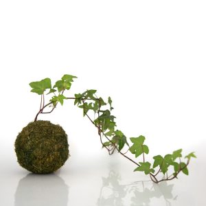 Kokedama Hiedra sembrada en esfera de sustrato especial y musgo ecológico (fibra vegetal) de la marca Vinca creado por Diana Herrera Design