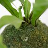 Kokedama de helecho en nido, una planta sin matera sembrada en musgo ecológico en una toma de primer plano del musgo una creación de la marca Vinca creado por Diana Herrera Design