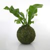Kokedama de helecho en nido, una planta sin matera sembrada en musgo ecológico de la marca Vinca creado por Diana Herrera Design