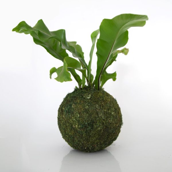 Kokedama de helecho en nido, una planta sin matera sembrada en musgo ecológico de la marca Vinca creado por Diana Herrera Design