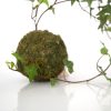 Kokedama Hiedra en primer plano sembrada en esfera de sustrato especial y musgo ecológico (fibra vegetal) de la marca Vinca creado por Diana Herrera Design