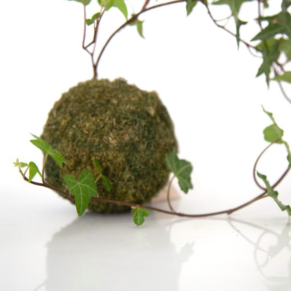Kokedama Hiedra en primer plano sembrada en esfera de sustrato especial y musgo ecológico (fibra vegetal) de la marca Vinca creado por Diana Herrera Design