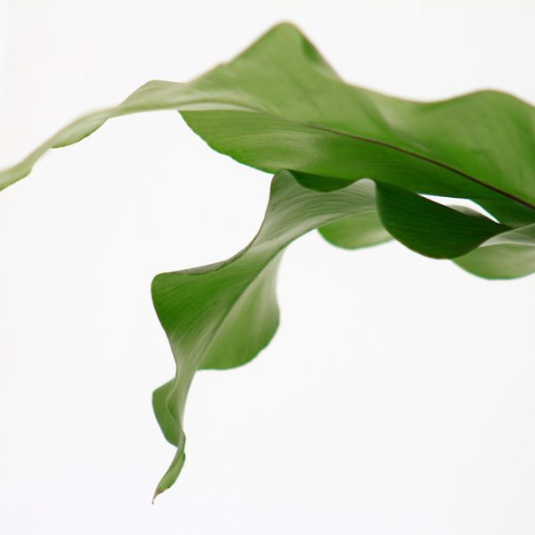 Kokedama Helecho Nido - Grande - Image 3