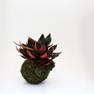 Kokedama Peperomia Velita de color rojizo sembrada en esfera de sustrato especial y musgo ecológico un producto de Vinca creado por Diana Herrera Design