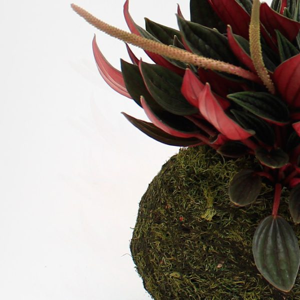 Kokedama Peperomia Velita de color rojizo en primer plano sembrada en esfera de sustrato especial y musgo ecológico un producto de Vinca creado por Diana Herrera Design